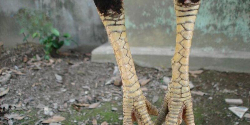 Các loại vảy án thiên thường gặp