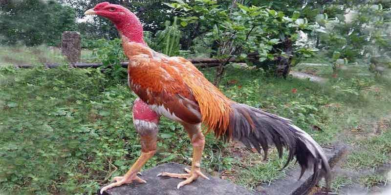 Giới thiệu về gà linh kê