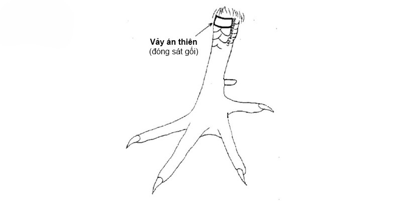 Cách nhận biết vảy án thiên chuẩn xác