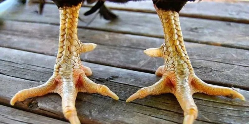 Thông tin cơ bản về vảy án thiên